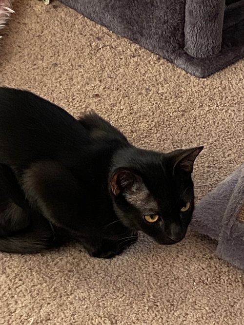 Luna, an adoptable Domestic Short Hair in Markham, ON
