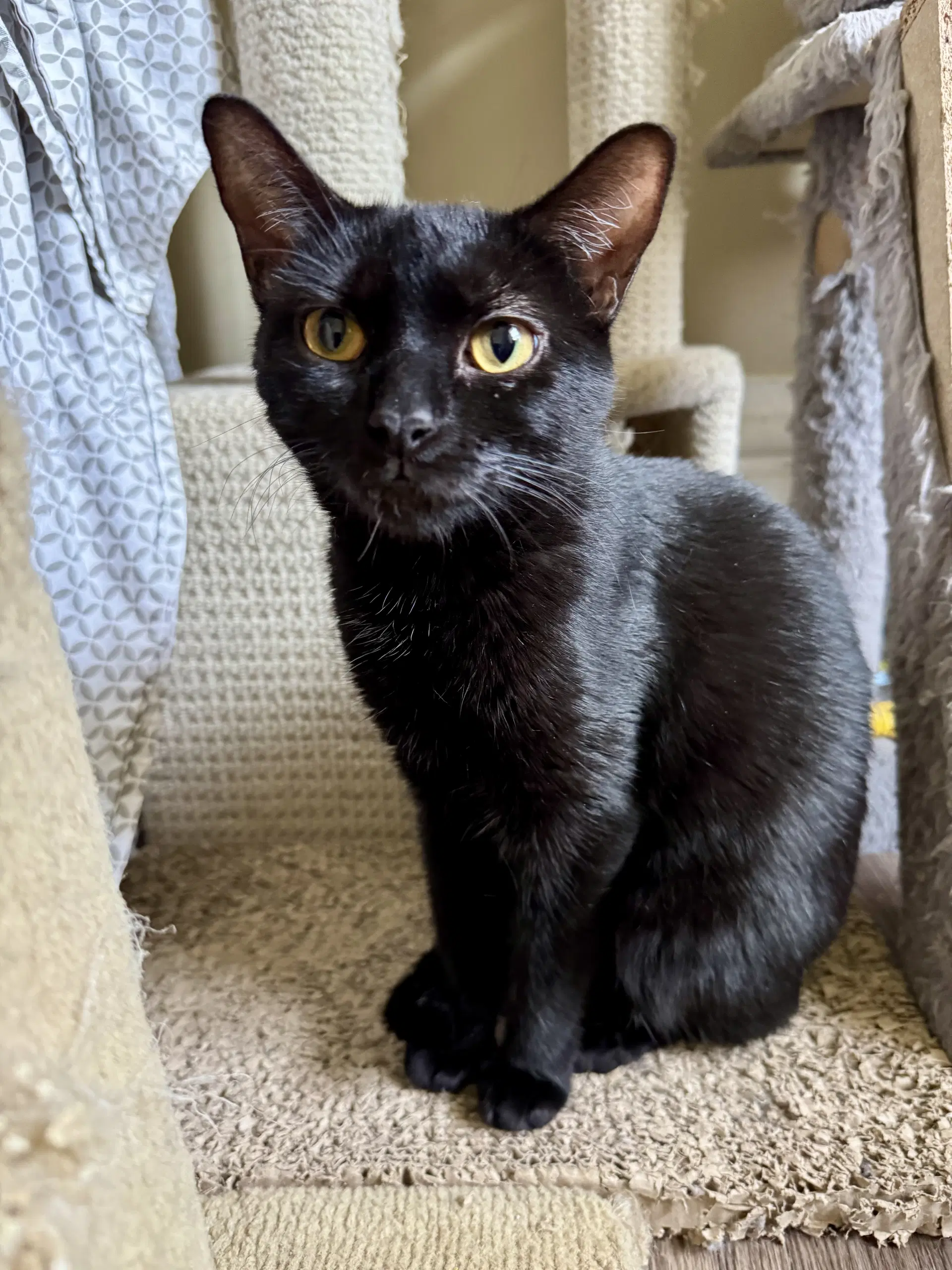 Luna - Domestic Short Hair