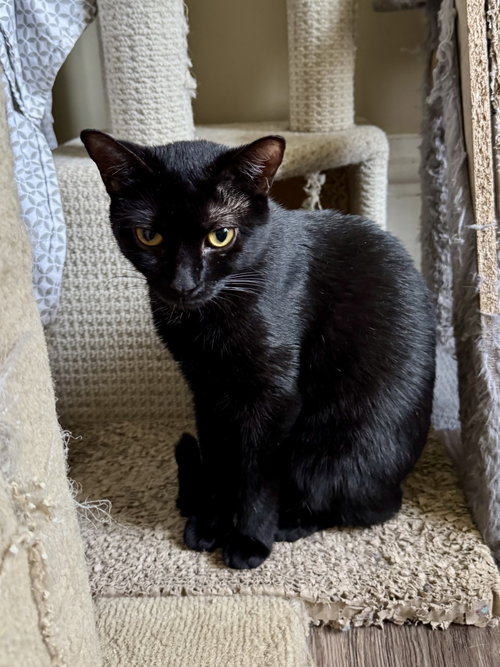 Photo of Luna