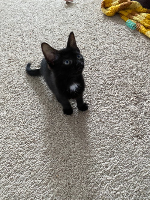 Coming Soon - Patch, an adoptable Domestic Short Hair in Markham, ON