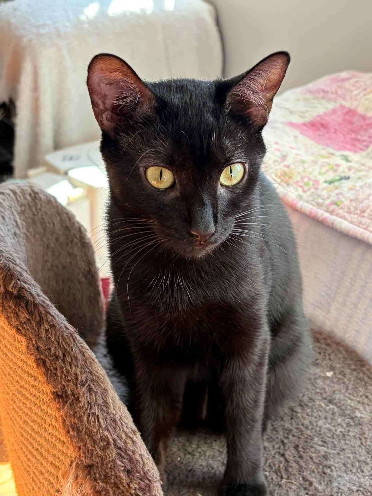 Trixie - Domestic Short Hair