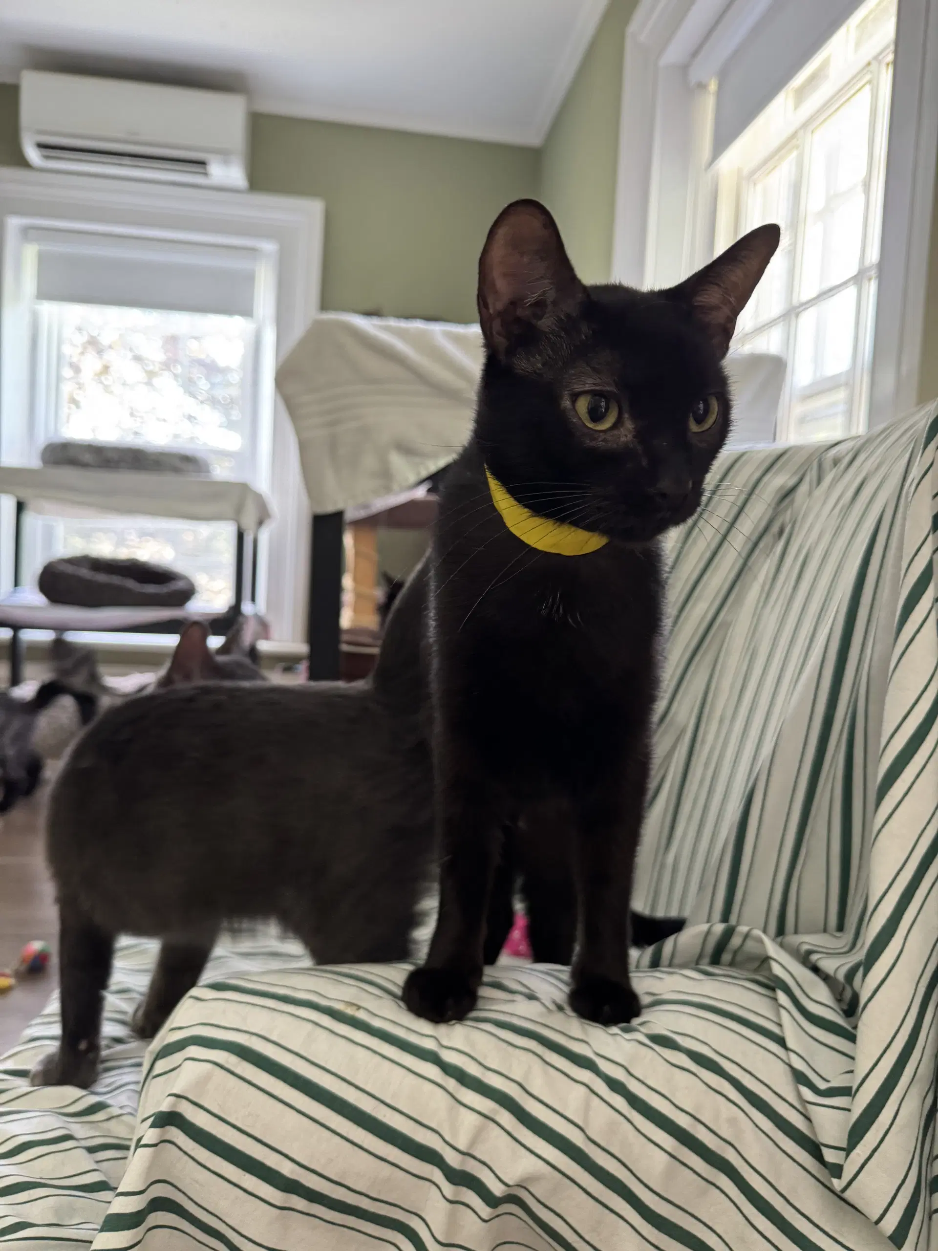Trixie - Domestic Short Hair