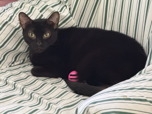 Photo of Trixie