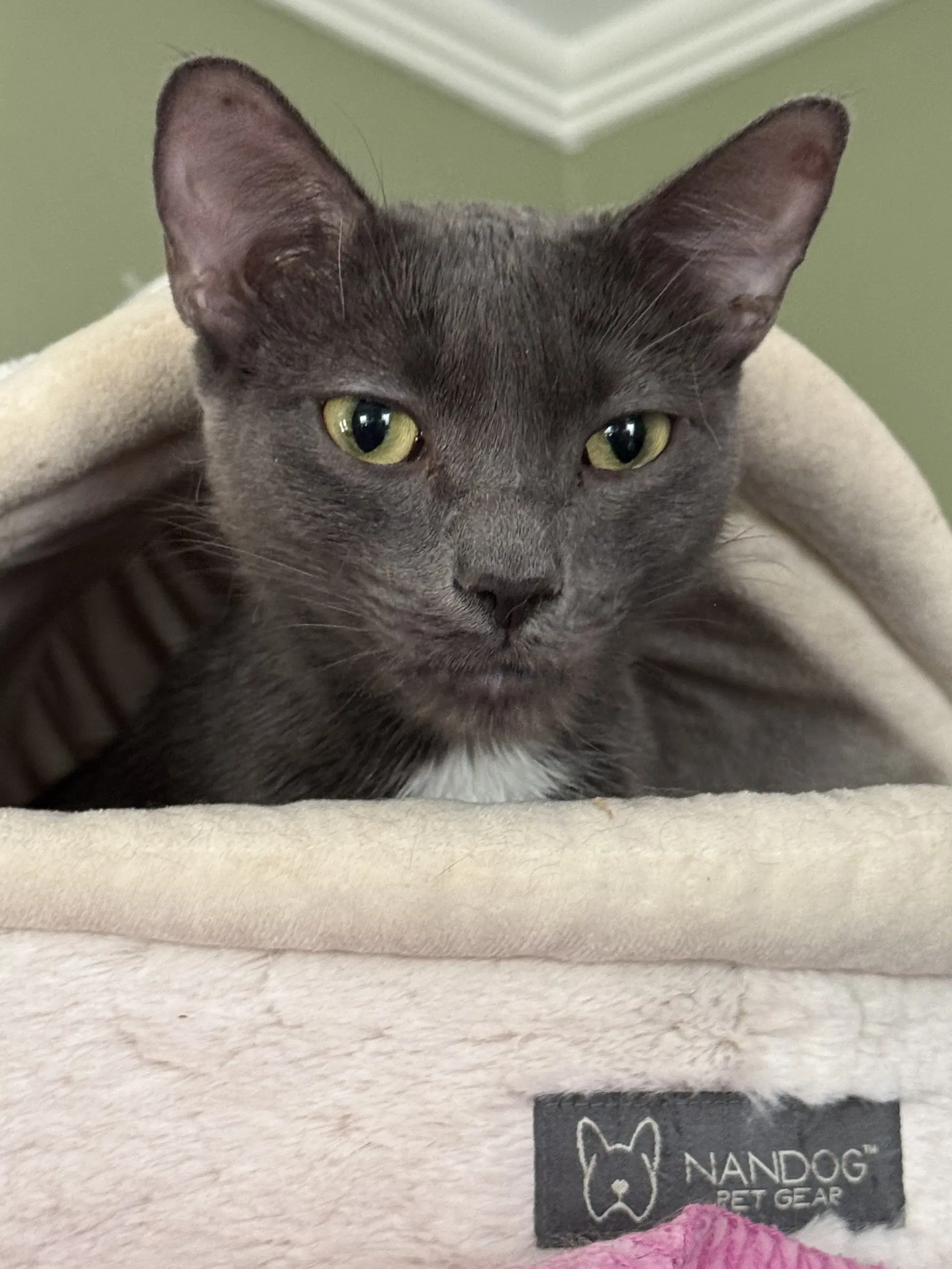 Hope - Domestic Short Hair