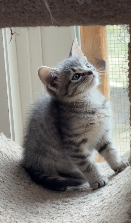 Photo of Coming Soon - Nugget