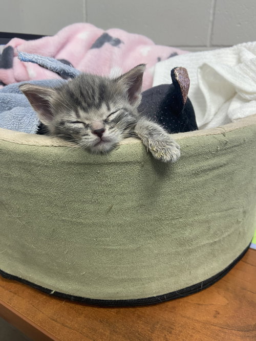 Photo of Coming Soon - Nugget