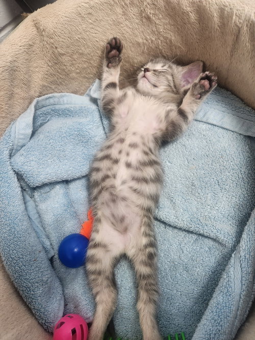 Photo of Coming Soon - Nugget