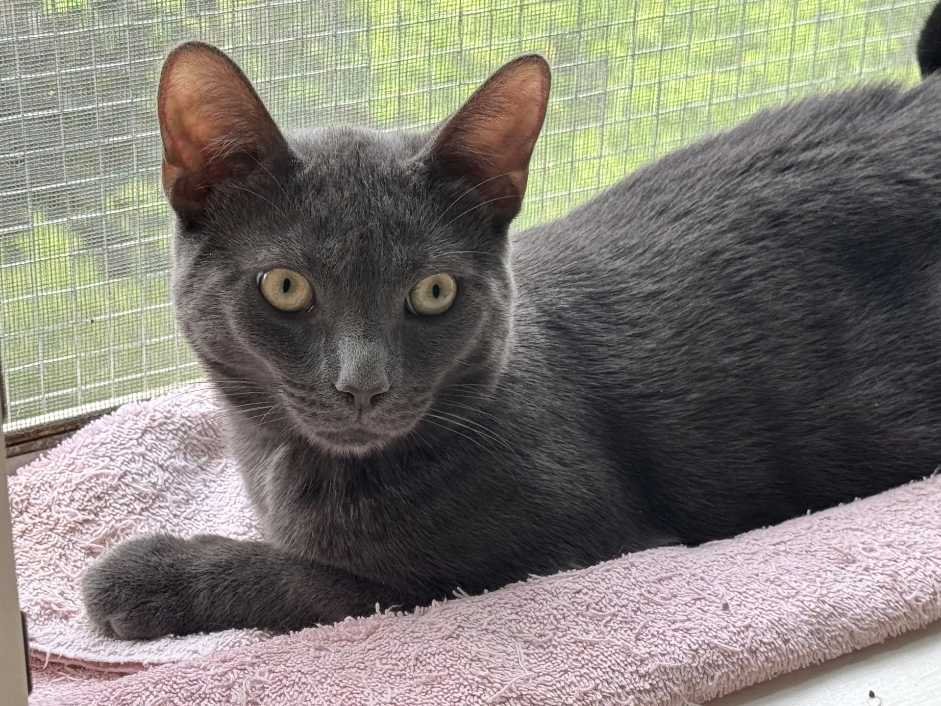 Coming Soon - Carina - Domestic Short Hair
