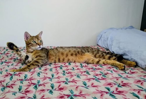 Honey, an adoptable Domestic Short Hair in Markham, ON