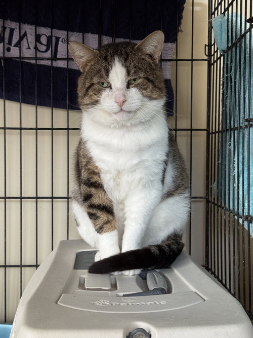 Lucky, an adoptable Domestic Short Hair in Markham, ON