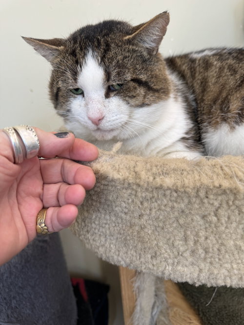 Photo of Lucky