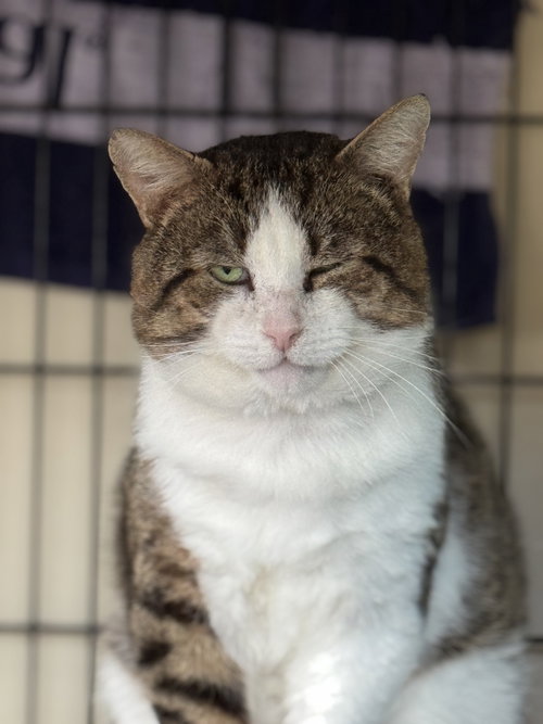 Photo of Lucky