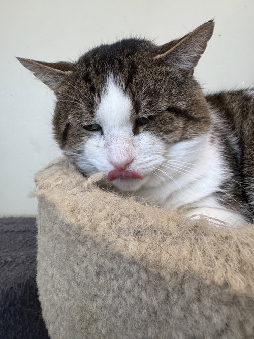 Photo of Lucky