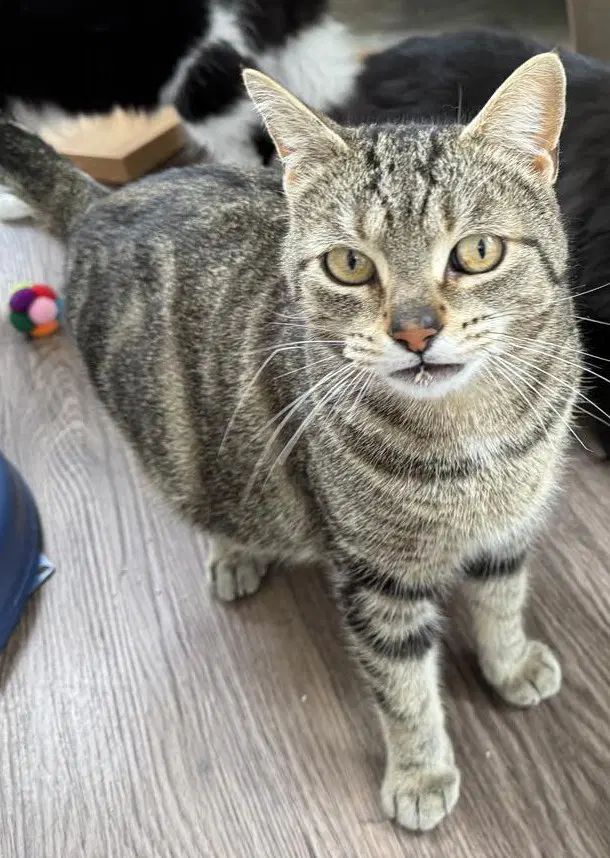 Coming Soon - Pheonix - Domestic Short Hair