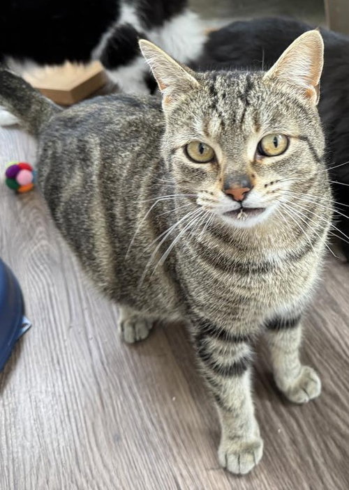 Coming Soon - Pheonix, an adoptable Domestic Short Hair in Markham, ON