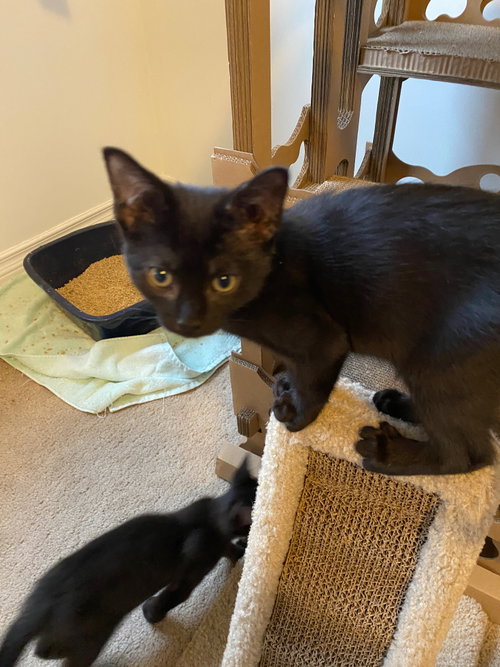 Coming Soon - Stitch, an adoptable Domestic Short Hair in Markham, ON