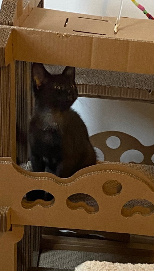 Photo of Coming Soon - Stitch
