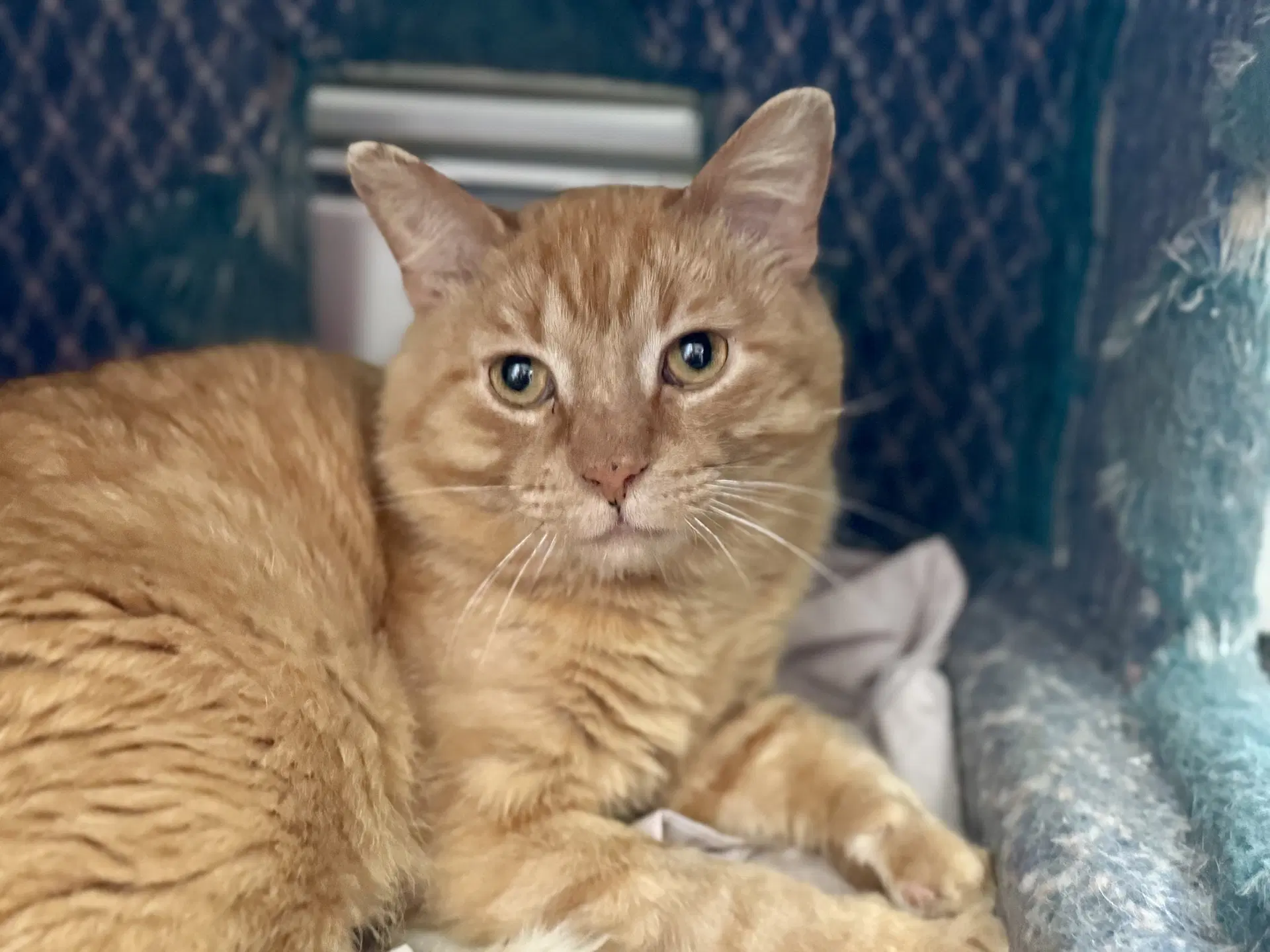 Sundance - Domestic Short Hair