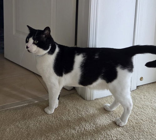 Photo of Lord Mr. Whiskers