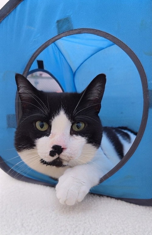Photo of Lord Mr. Whiskers