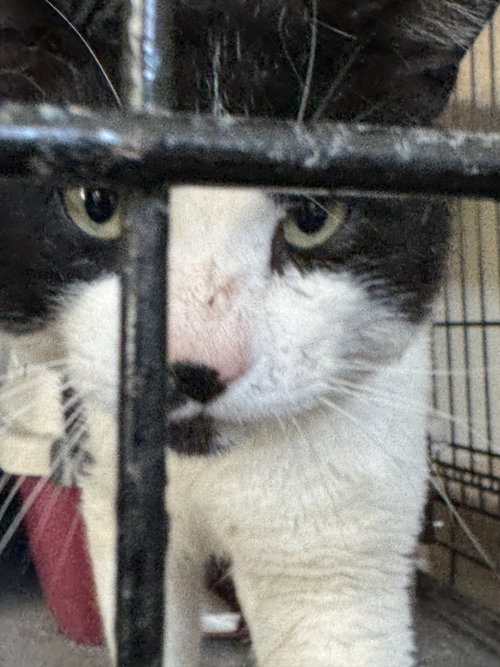 Photo of Lord Mr. Whiskers