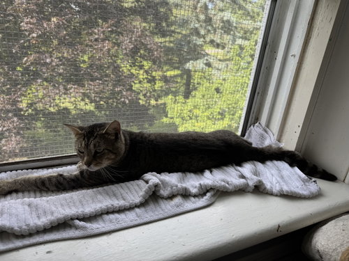 Photo of Moe
