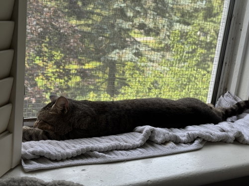 Photo of Moe