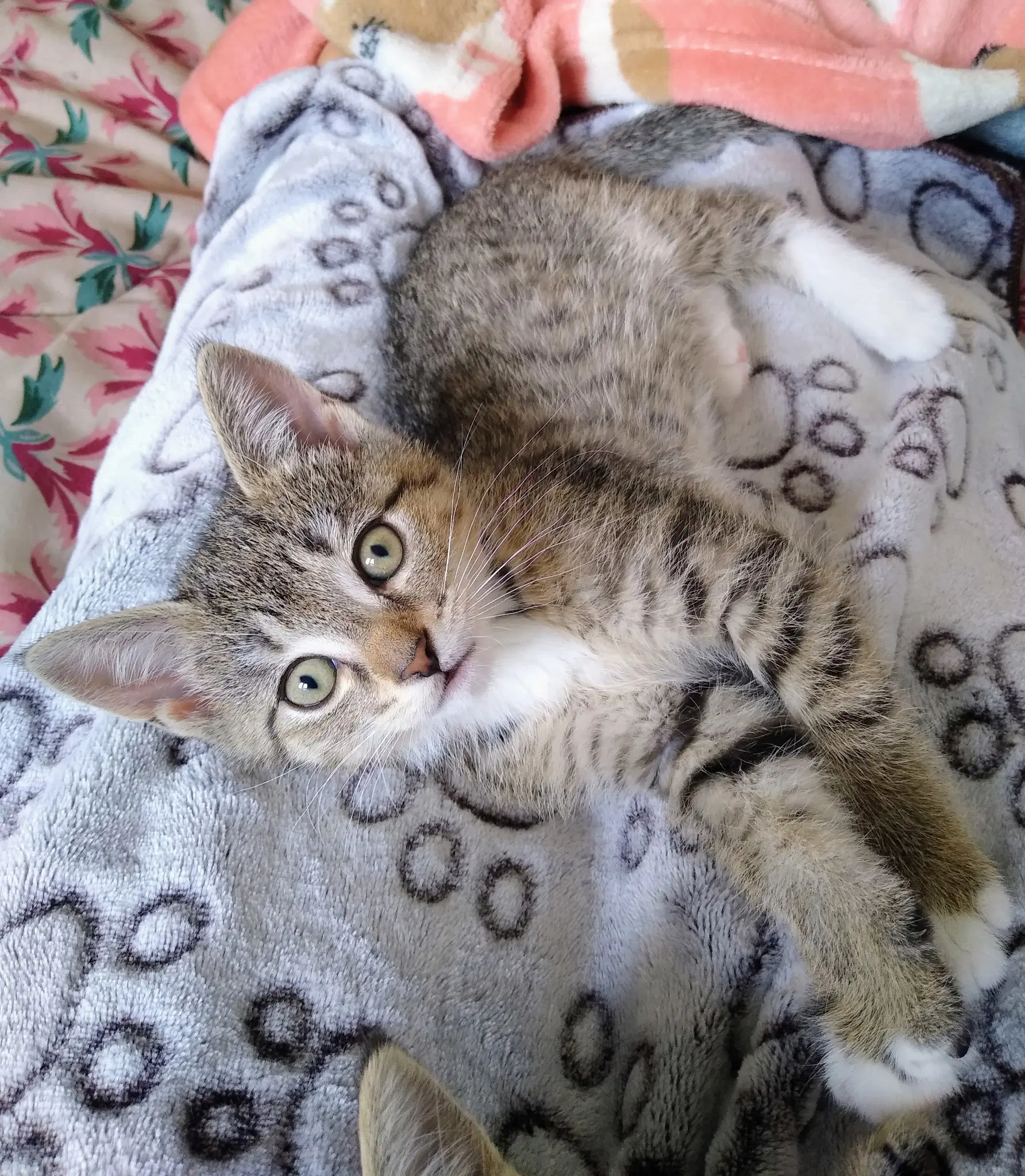 Riley image 3