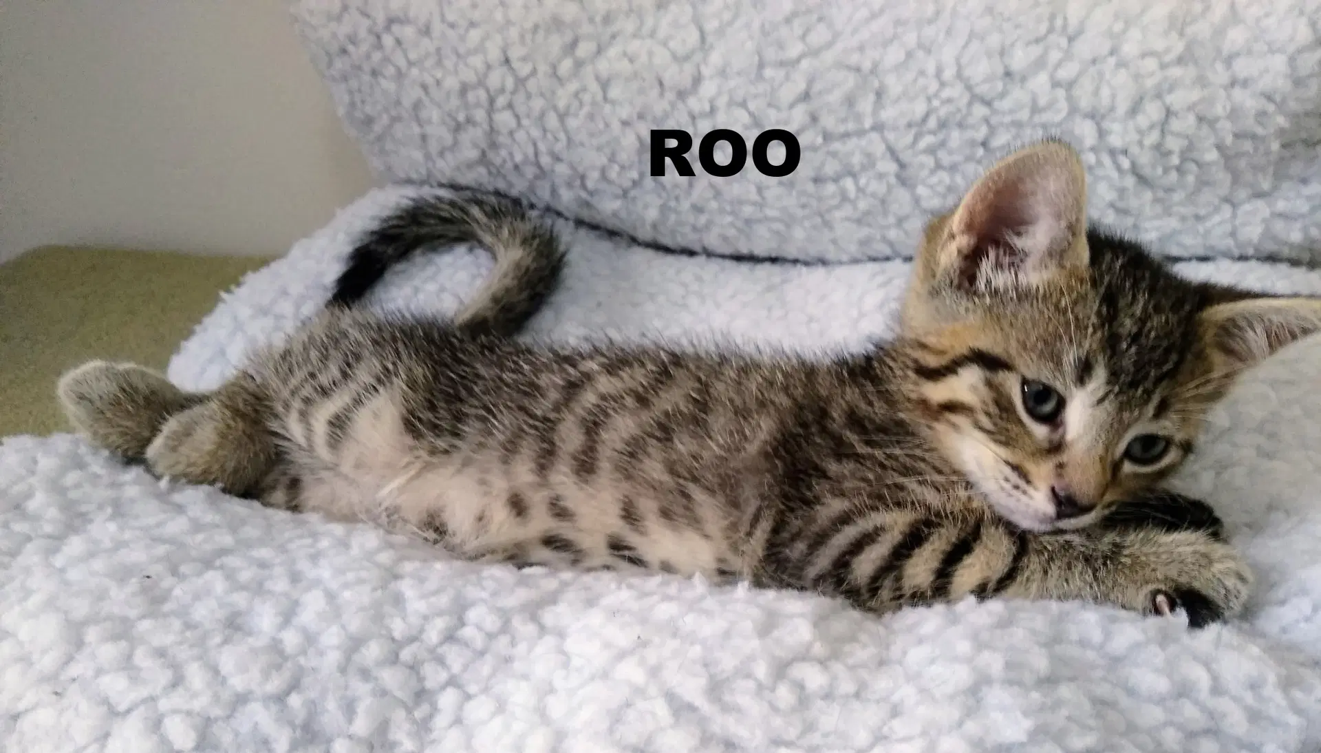 Roo image 4