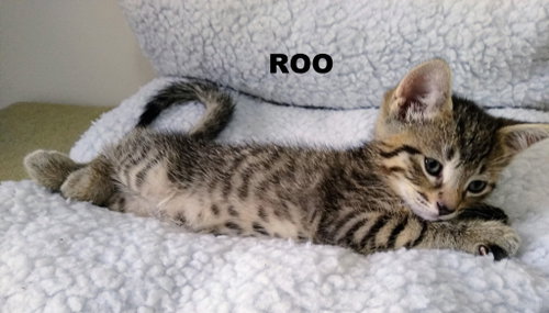 Photo of Roo