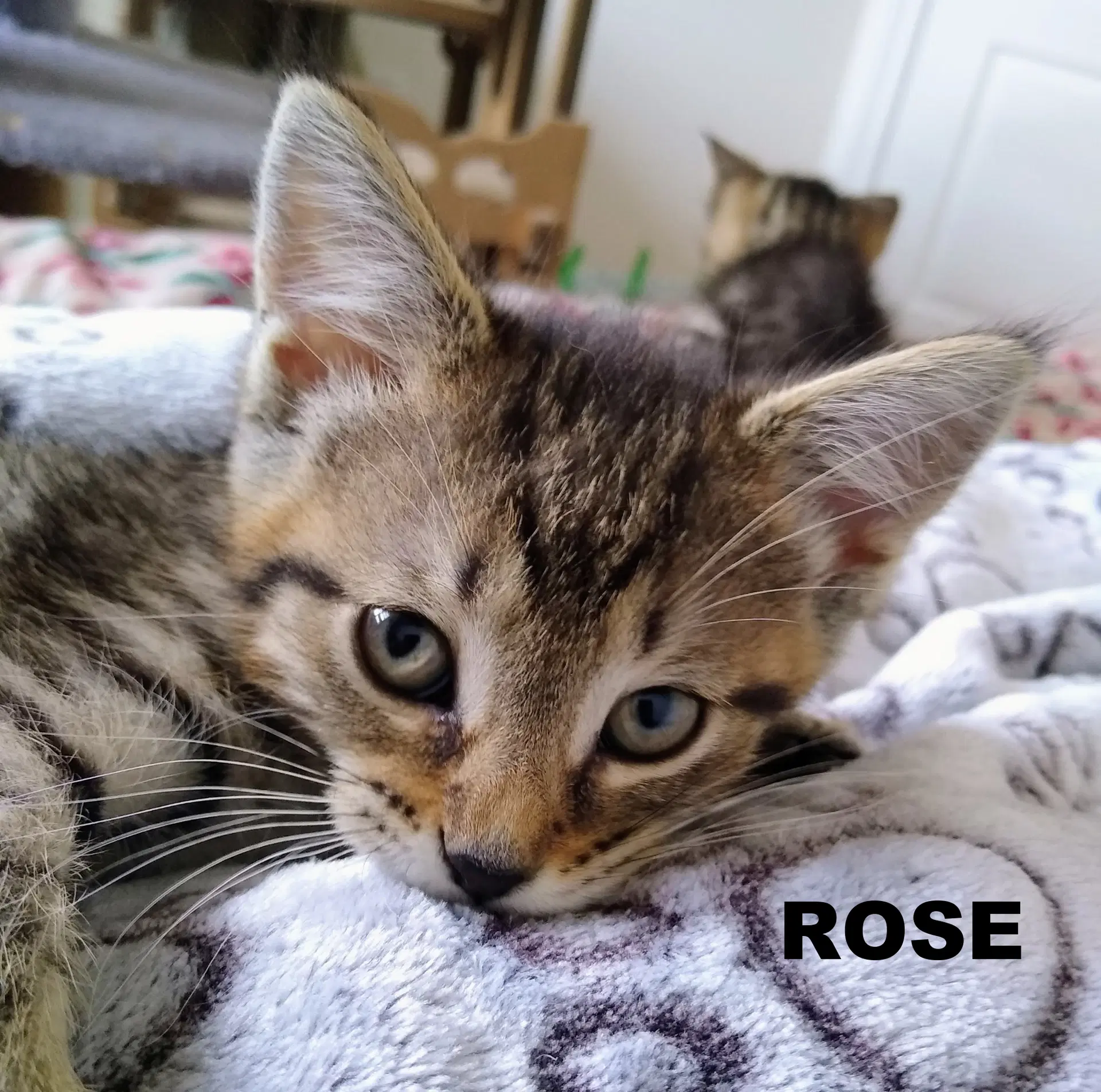 Coming Soon - Rose image 3