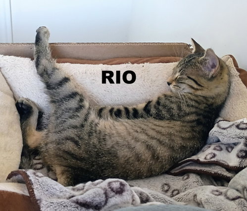 Photo of Rio