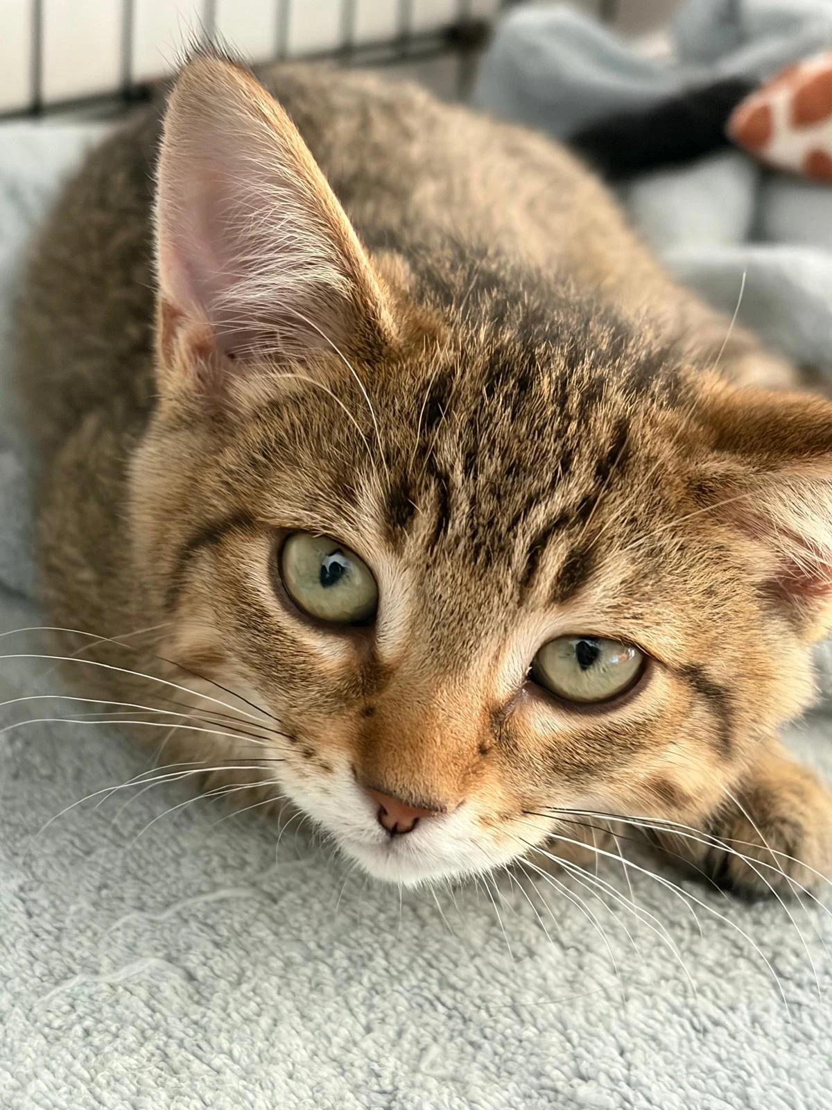 Fifi