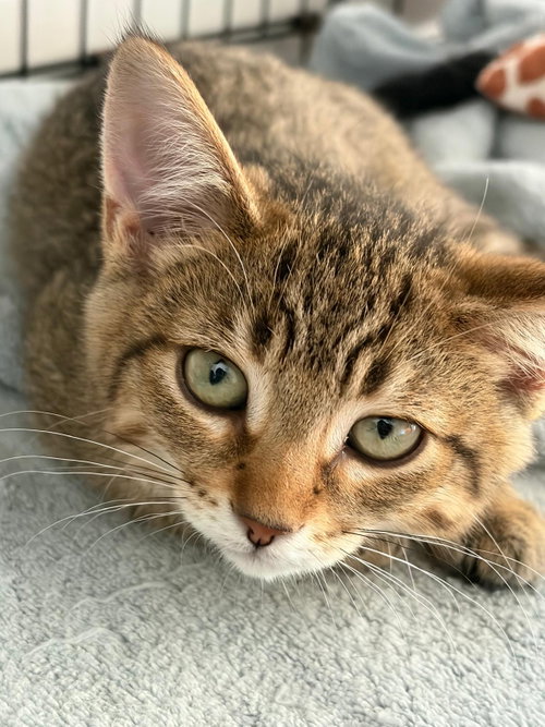 Photo of Fifi