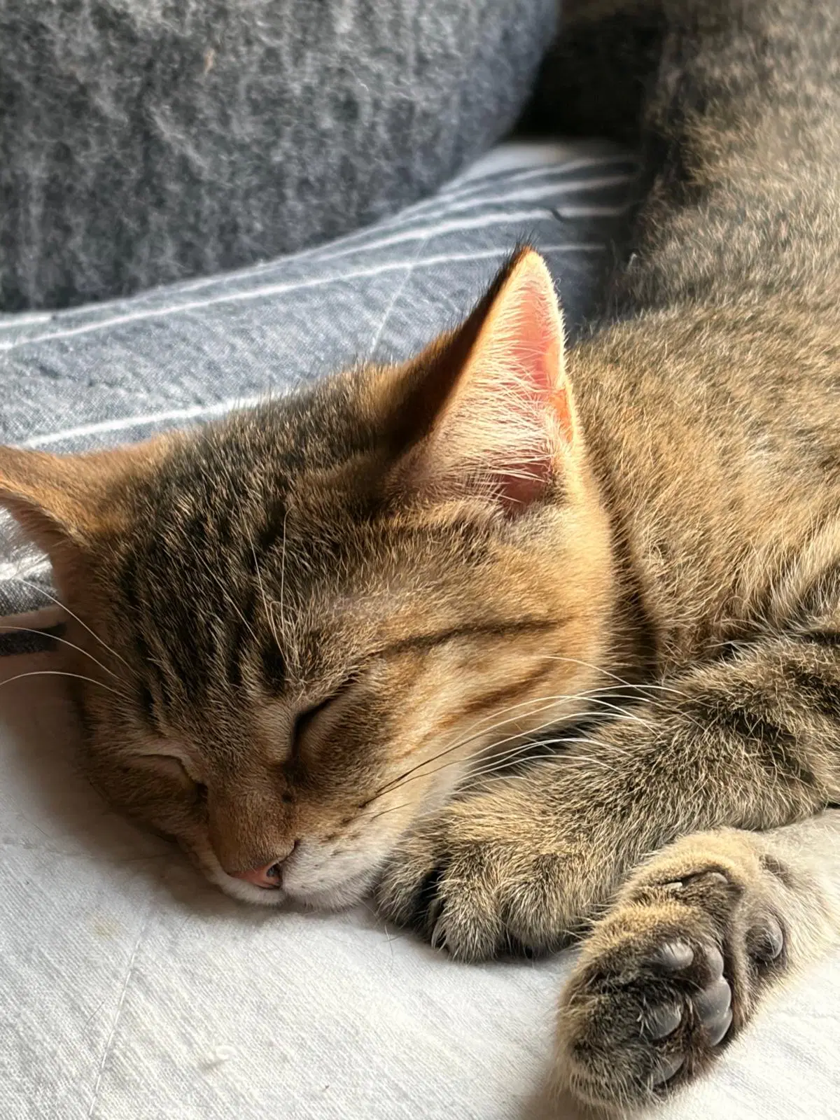 Fifi image 2