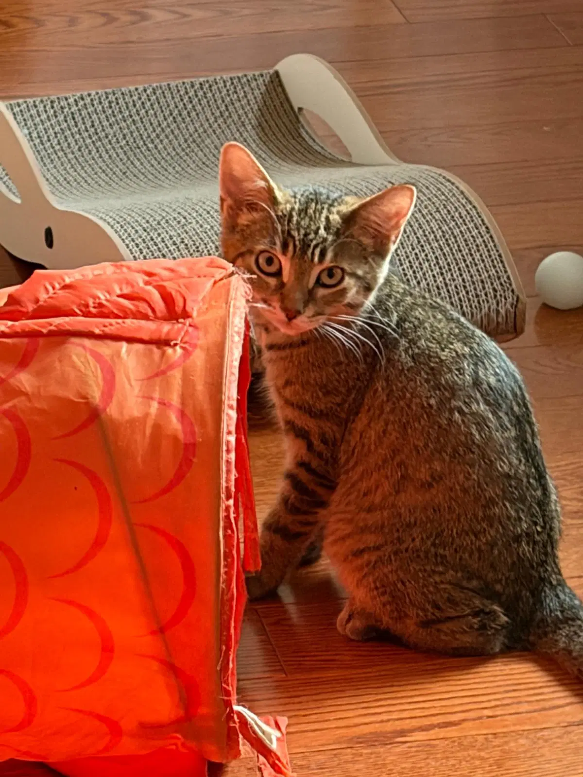 Fifi image 3