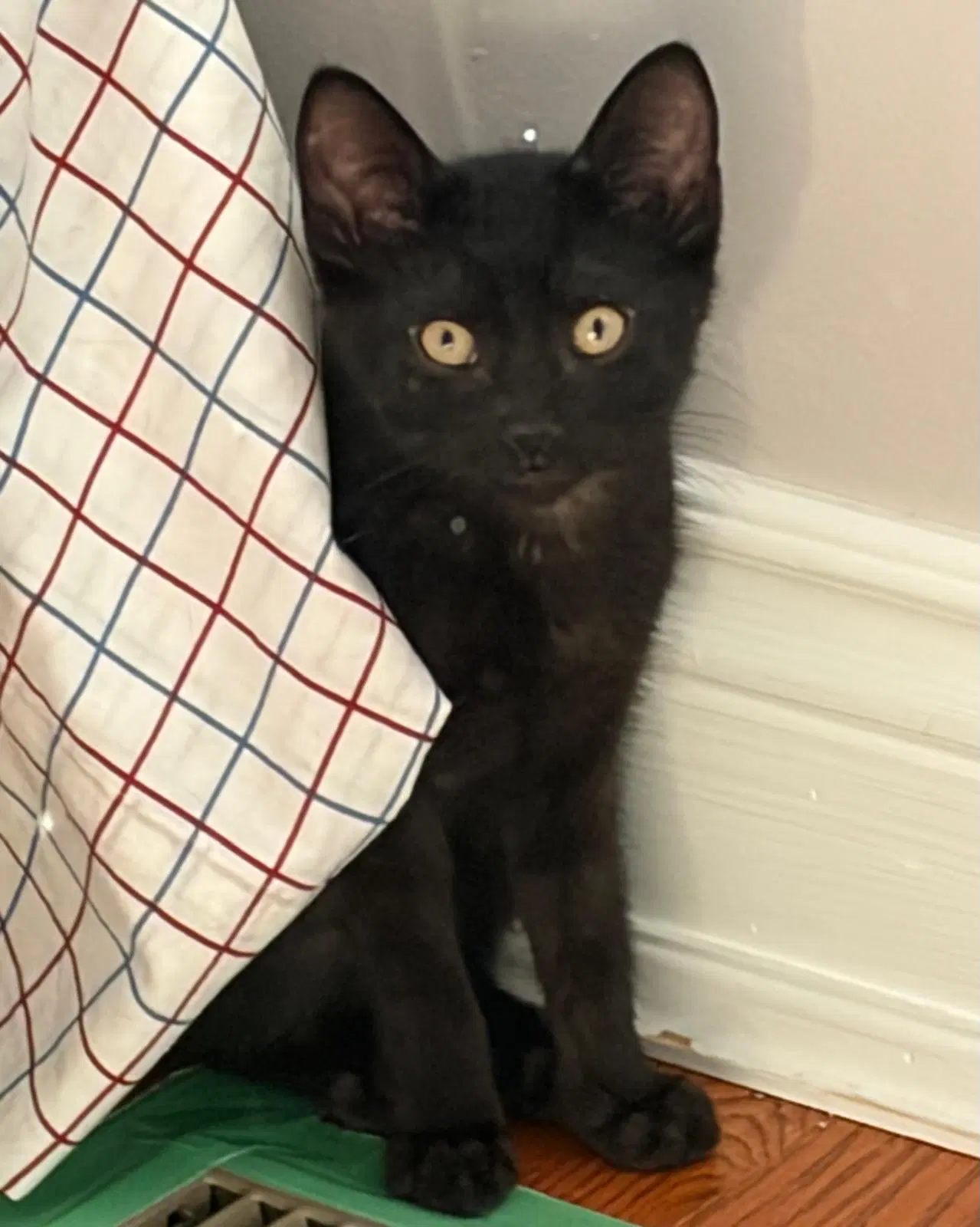 Marcel - Domestic Short Hair
