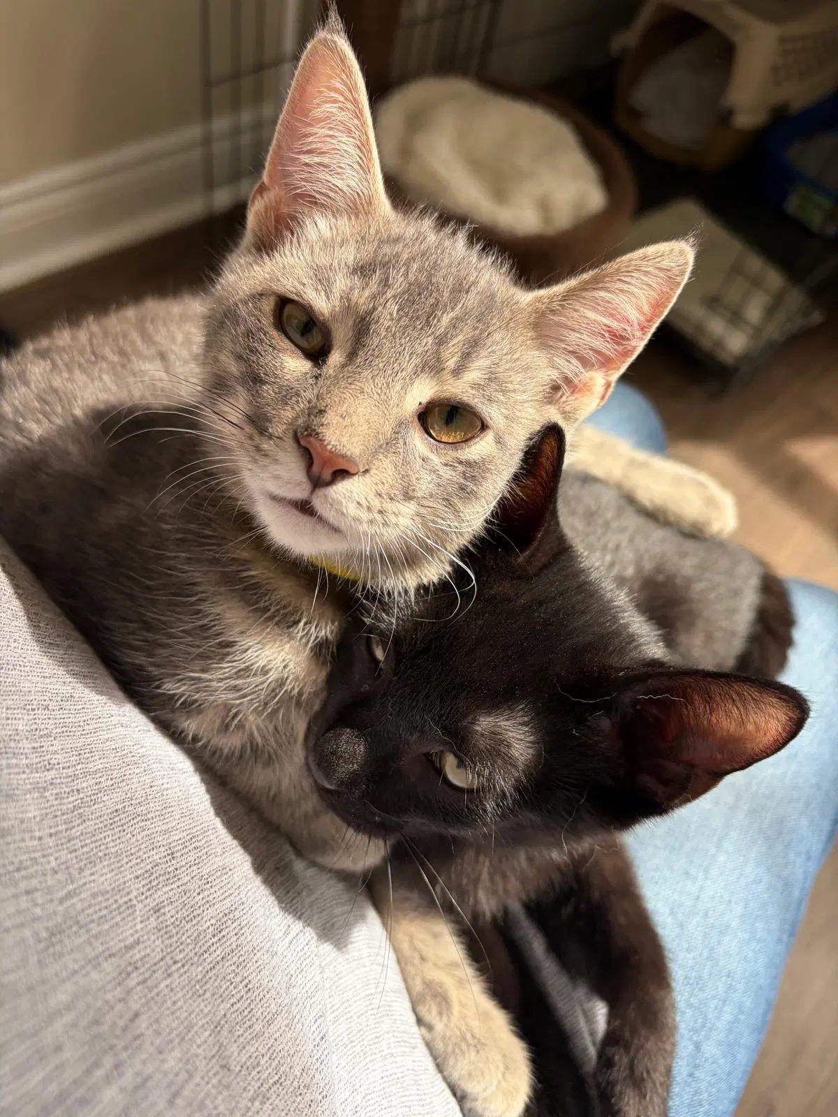 Marcel image 3