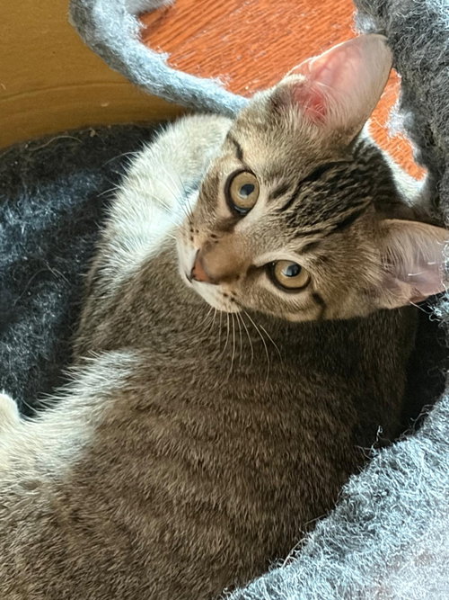 Photo of Remi