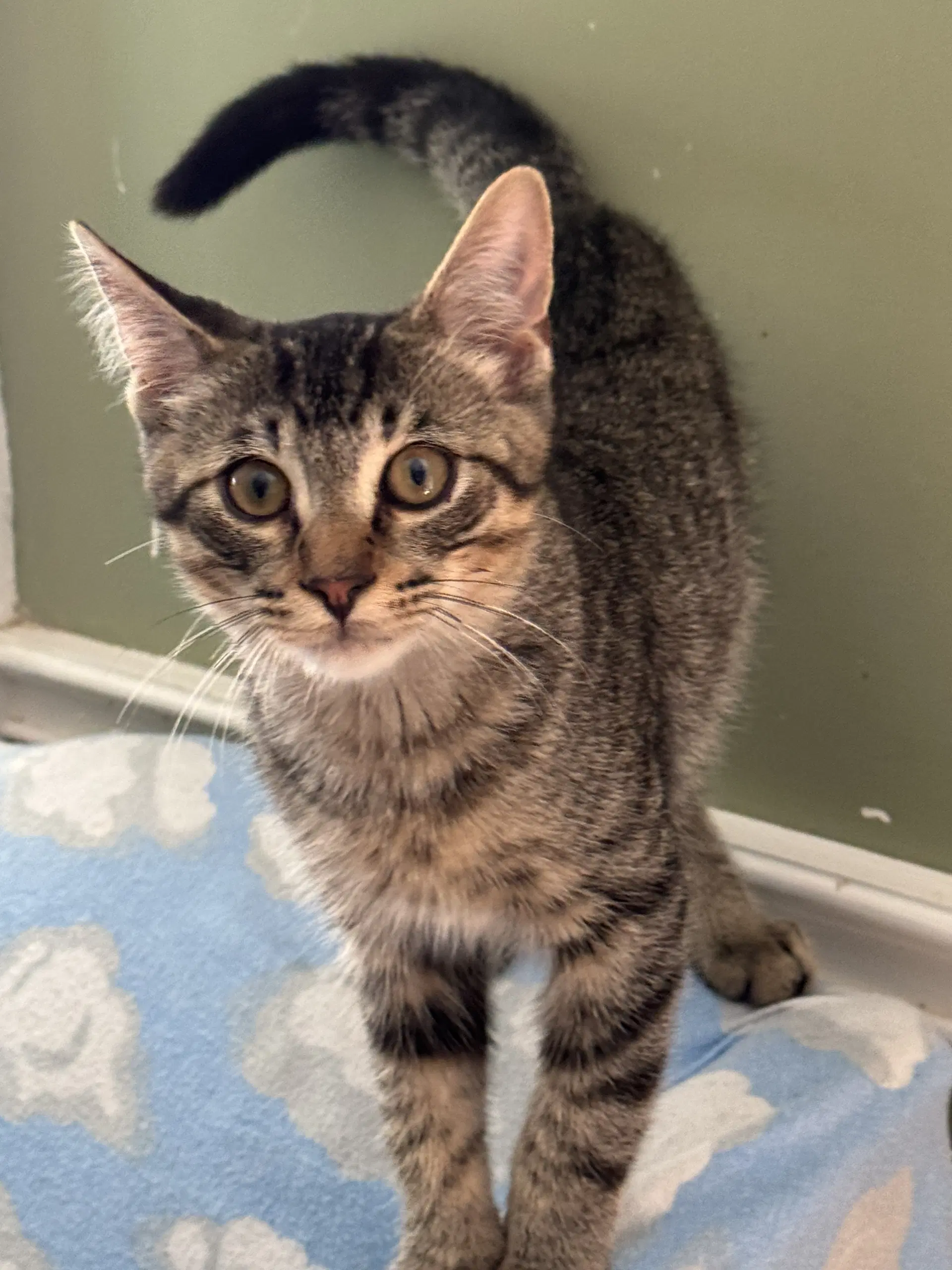 Shay - Tabby