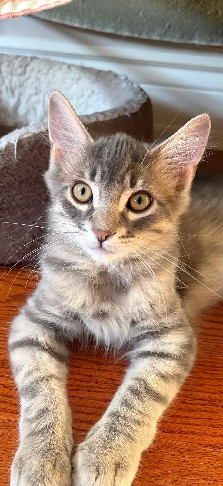Sebastien - Domestic Short Hair