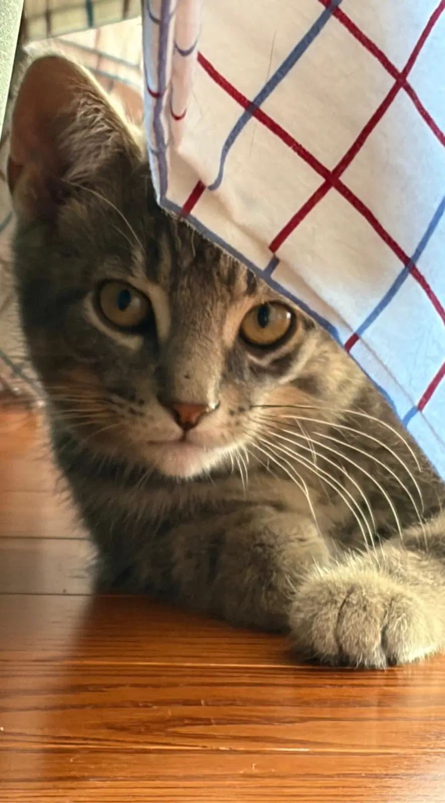 Benoit - Domestic Short Hair