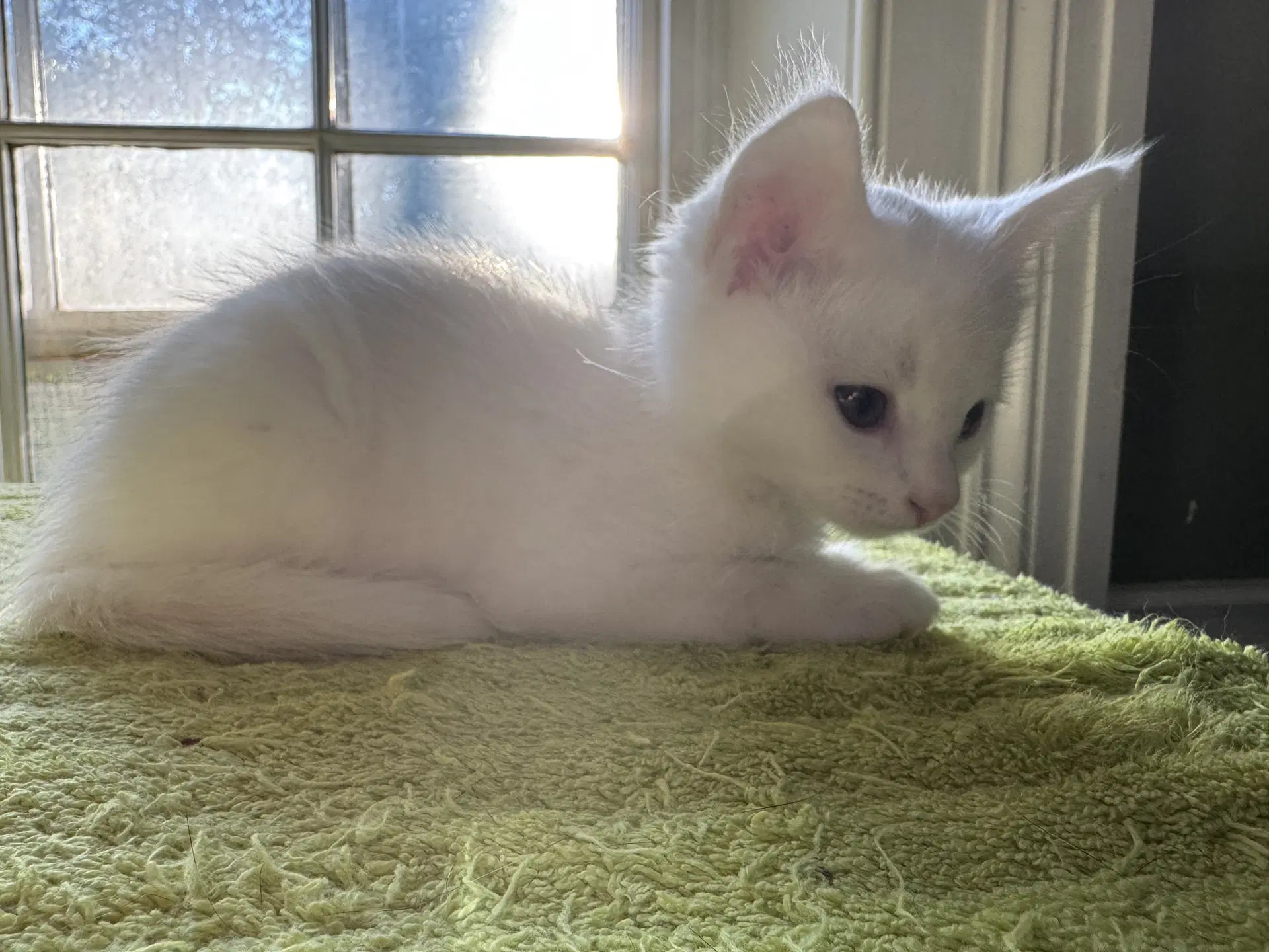 Coming Soon Angel - Domestic Short Hair