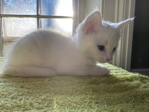 Photo of COMING SOON: Angel