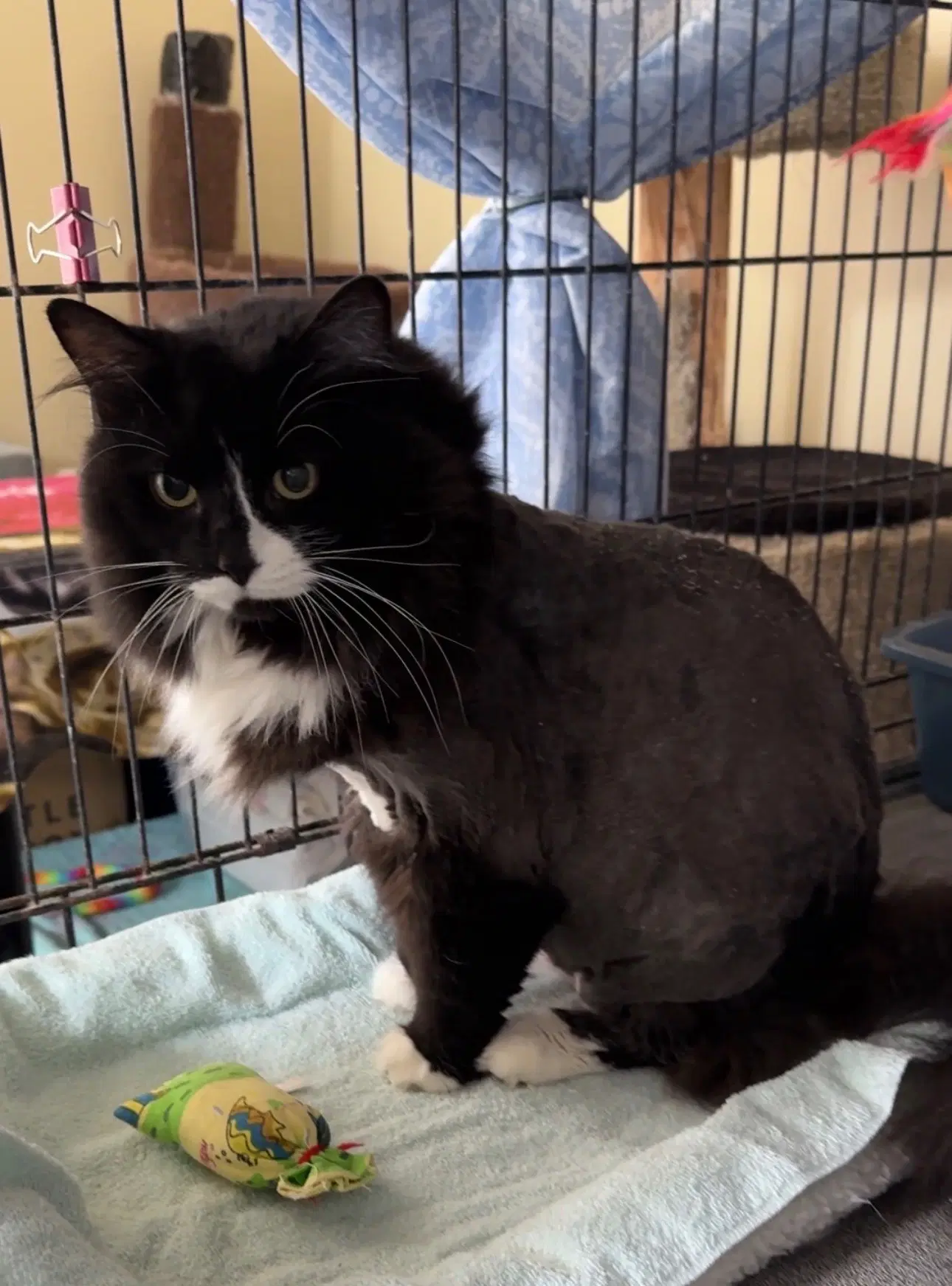 Chanel - Domestic Long Hair