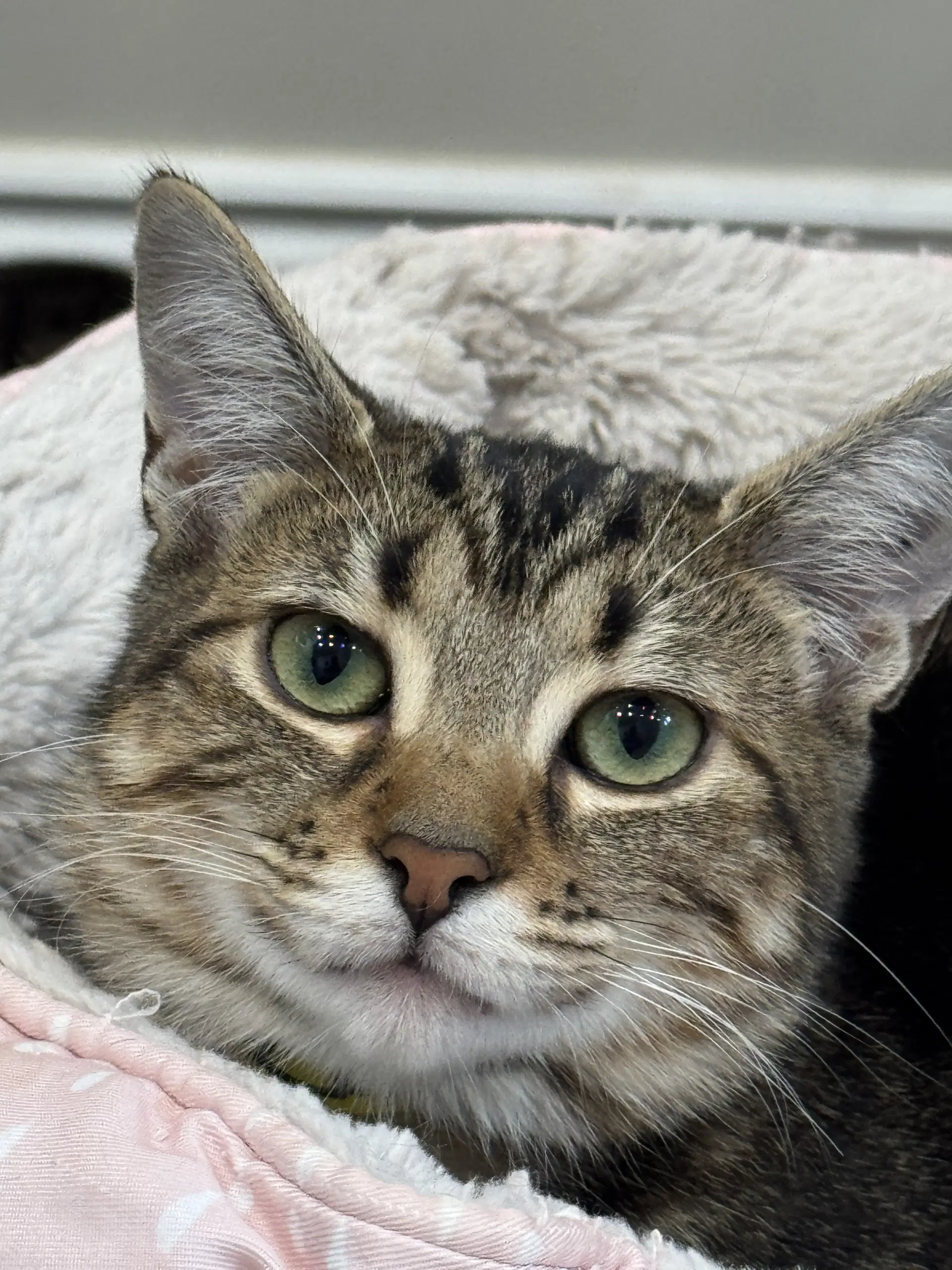 Zaniah - Domestic Short Hair