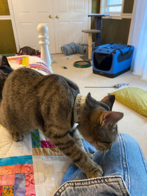 Photo of Clover
