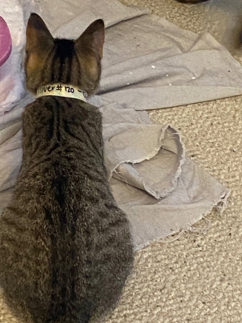 Photo of Clover