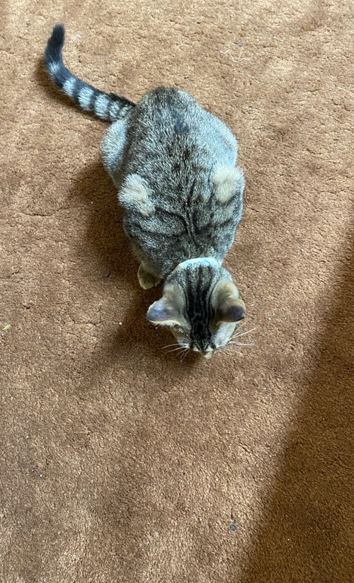 Photo of Clover