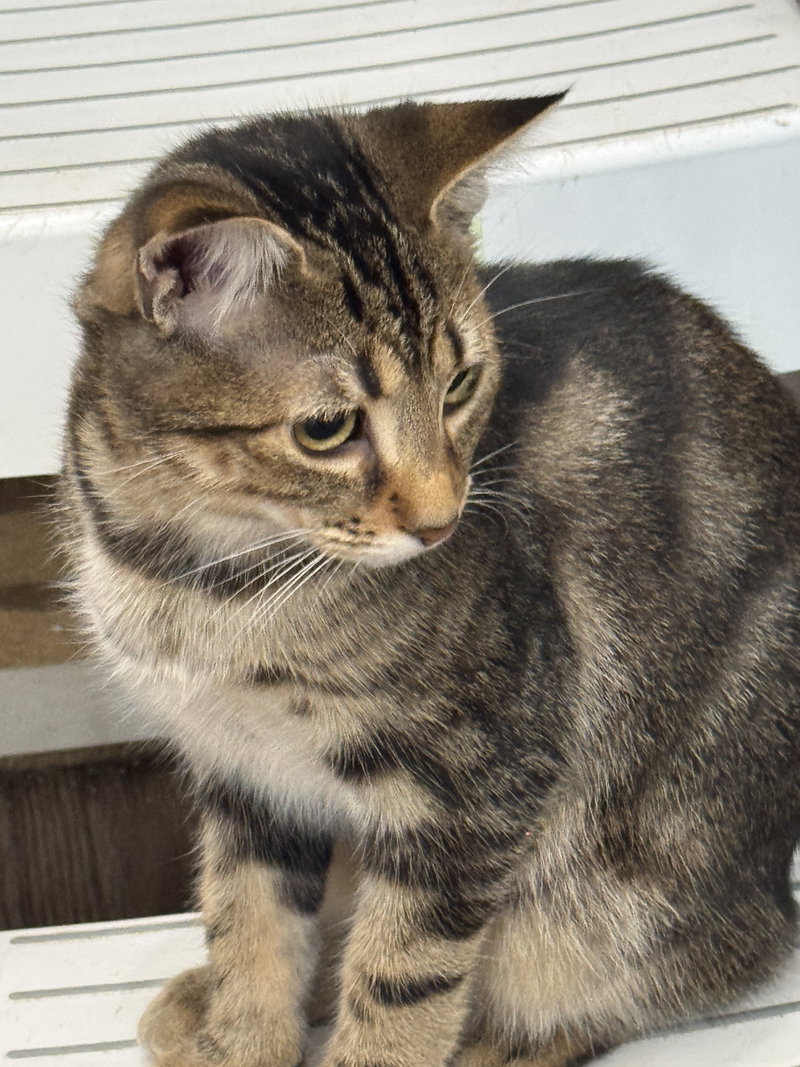 Eddy, a young male cat up for adoption